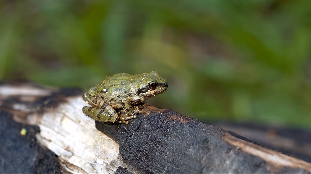 Le changement climatique a un impact sur les « chansons d'amour » des grenouilles et rend les mâles plus sexy
