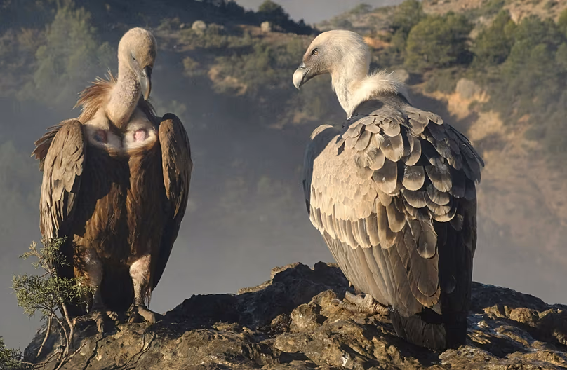 Les chercheurs notent également que des individus repeuplés et des oiseaux indigènes de Sardaigne ont réussi à former des couples.