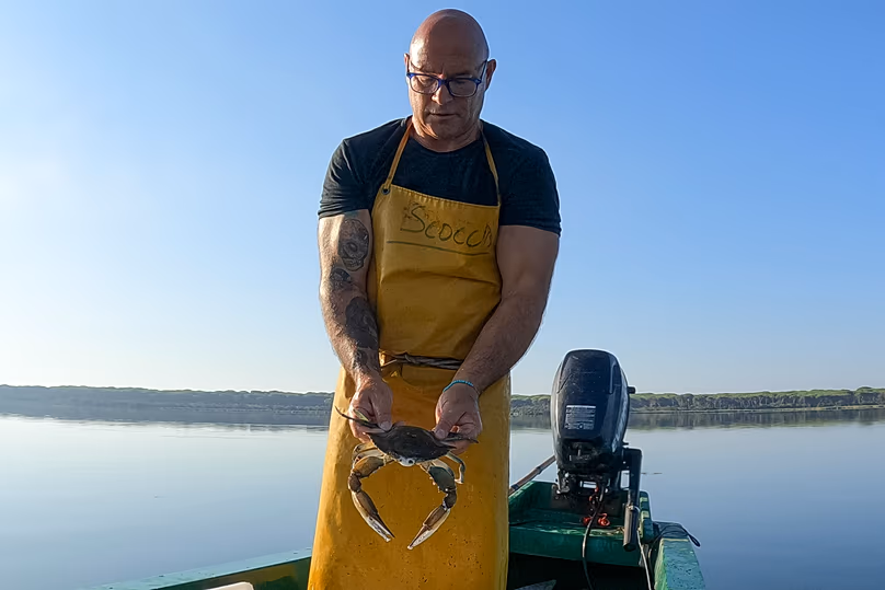 La population de crabes bleus géants a explosé ces dernières années.