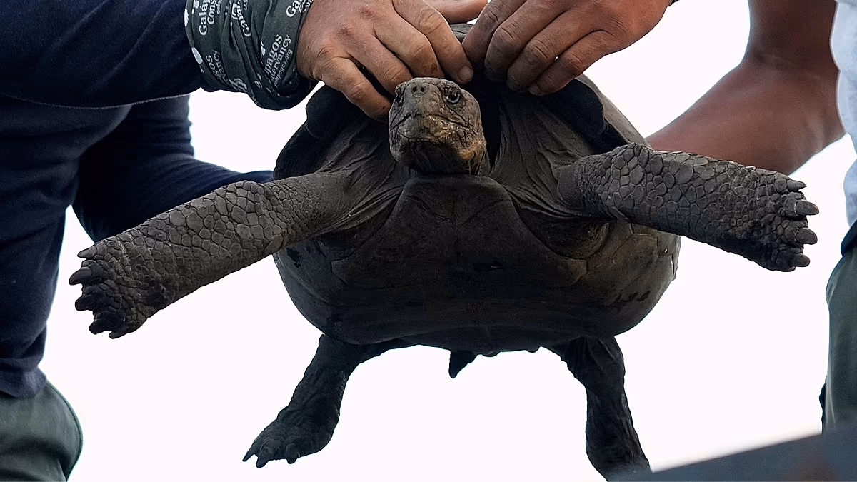 Les tortues géantes reviennent sur cette île des Galápagos près de 150 ans après leur disparition