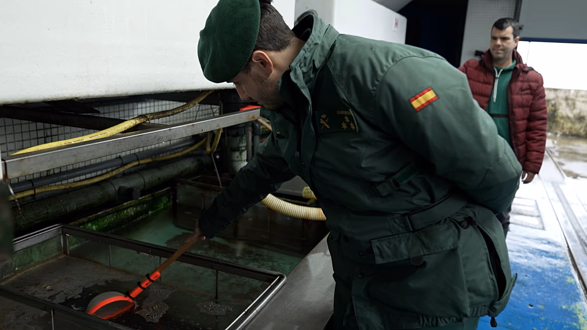 Répression mondiale contre les «mafias de l'anguille» à l'origine d'un crime contre la faune sauvage d'un milliard d'euros