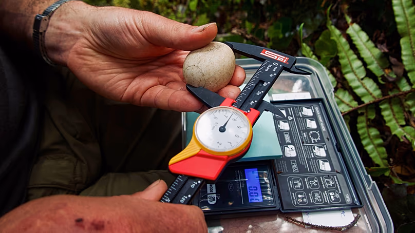 Un membre du personnel du Département de la conservation vérifie la taille d'un œuf de Kakapo sur l'île de Whenua Hou, en Nouvelle-Zélande, en février 2026.