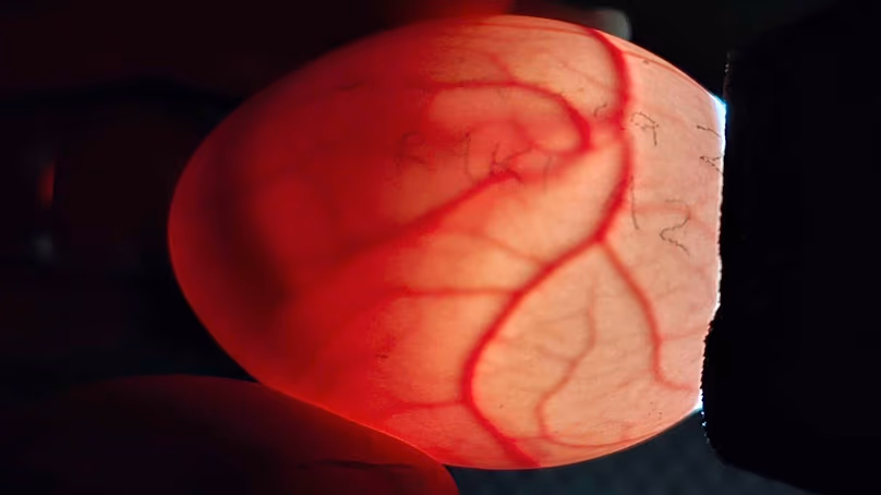 Un membre du personnel du Département de la conservation tient un œuf pour mirer un œuf de Kakapo sur l'île de Whenua Hou, en Nouvelle-Zélande, en février 2026.