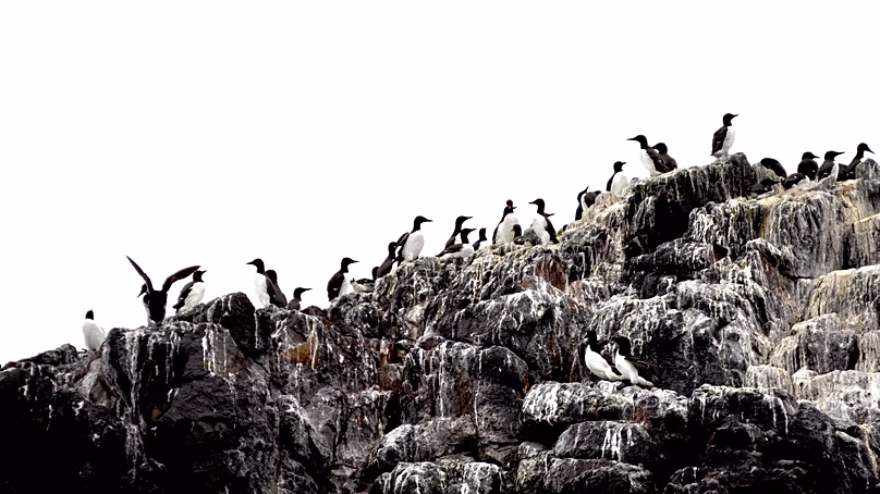 Une colonie d'oiseaux marins (Guillemots) en Écosse.