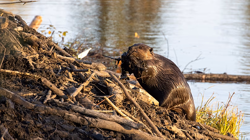 Un castor assis au bord de l’eau avec de la boue dans la bouche.