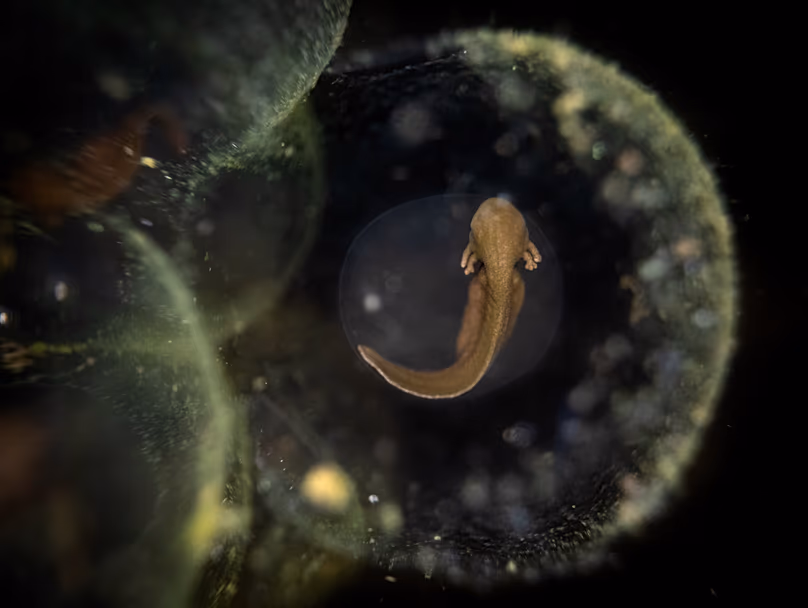 Un gros plan de grenouilles à Messingham, en Angleterre.