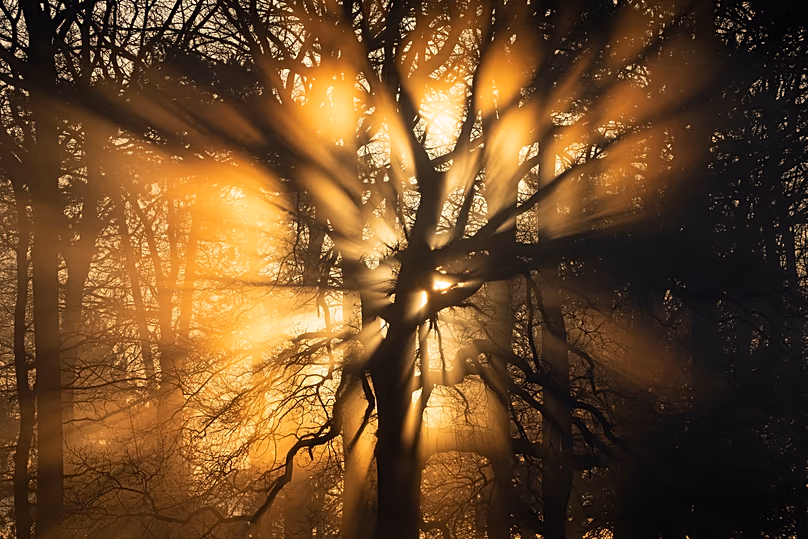 La lumière du soleil traverse la canopée forestière lors d'une matinée d'hiver glaciale à Bushy Park, Londres, Angleterre.