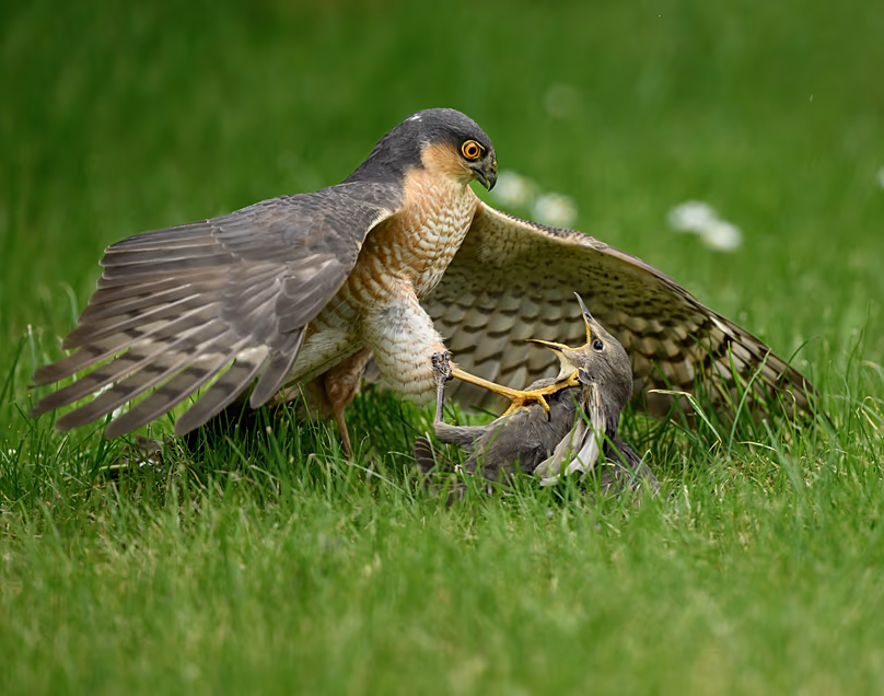 Un épervier capture un étourneau juvénile à Royston, Hertfordshire, Angleterre.