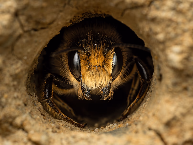 Une abeille coupeuse de feuilles sort la tête d'un hôtel à abeilles fait maison à Powys, au Pays de Galles.