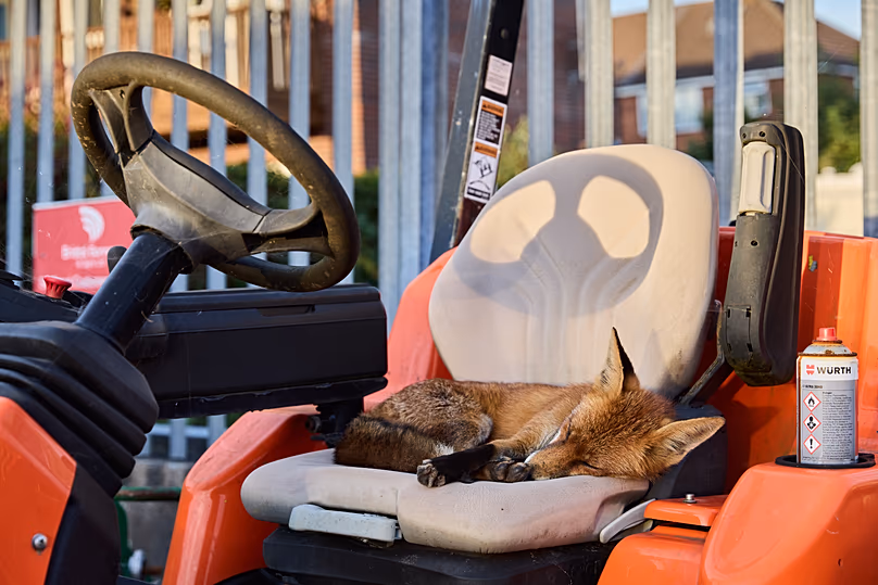 Un renard roux repose sur un siège rembourré d'un vieux véhicule dans le Gloucestershire, en Angleterre.