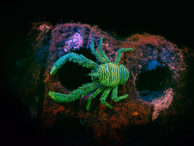 Une langouste épineuse émet une fluorescence lors d'une plongée de nuit à Inveraray, Loch Fyne, en Écosse.