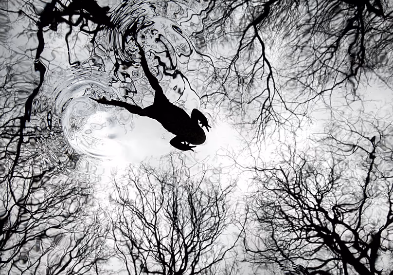 Un crapaud nage à travers un étang boisé à Sheffield, en Angleterre.