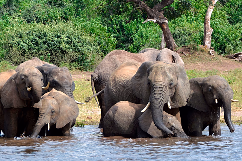 Sur cette photo d'archive du 3 mars 2013, des éléphants boivent de l'eau dans le parc national de Chobe au Botswana.