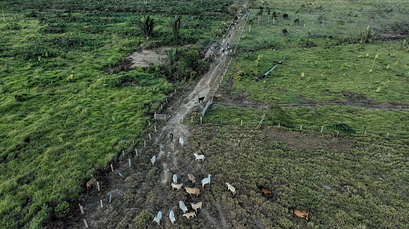 DOSSIER – Promenade du bétail le long d’une zone illégalement déboisée dans une réserve extractive près de Jaci-Parana, État de Rondonia, Brésil, le 12 juillet 2023.