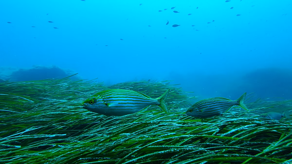 Les herbiers marins sont une arme secrète contre le changement climatique. Les éco-amarres peuvent-ils le protéger des ancres de bateau ?