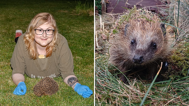 Dr Sophie Lund Rasmussen (Dr Hedgehog) sur pelouse avec hérisson. | Un hérisson européen.