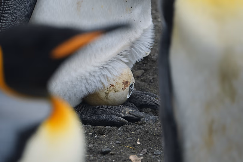 Sur cette photo fournie par Gaël Bardon, un poussin de manchot royal sort de son œuf sur l'île de la Possession, dans l'archipel de Crozet, le 6 janvier 2026.