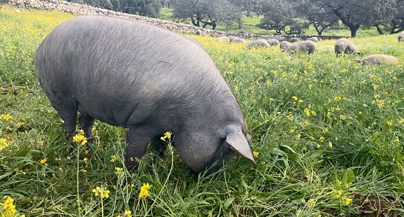 Porc 100% ibérique issu d'un troupeau élevé en pâturage