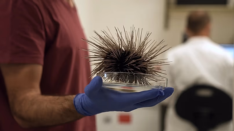 Un scientifique tenant un oursin.