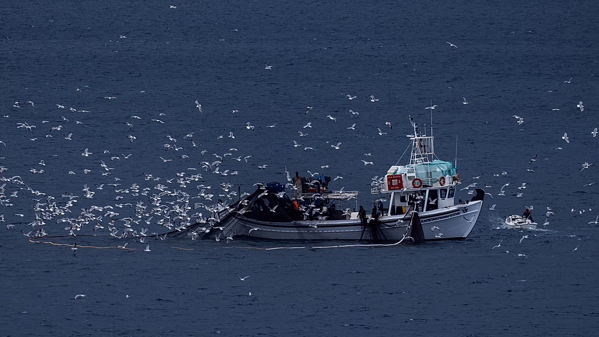 Alors que la Grèce lutte contre la pêche illégale, une nouvelle plateforme numérique vise à renforcer la protection de la vie marine
