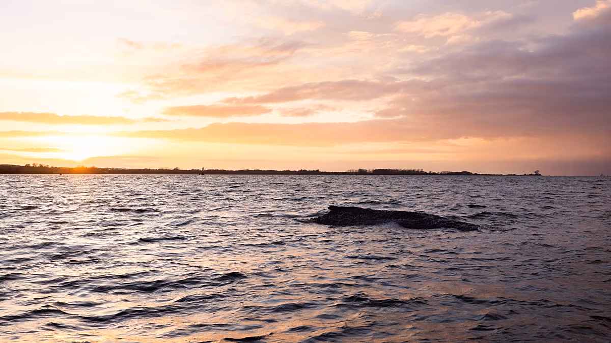 Whale Timmy : Les chants des baleines peuvent-ils encore le sauver ? Un biologiste prépare une autopsie
