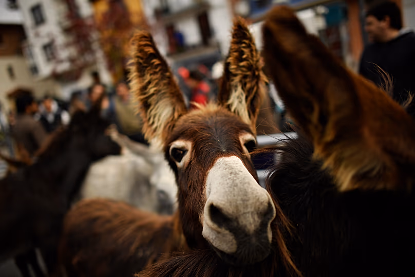 Un autre âne espagnol posant pour la caméra.