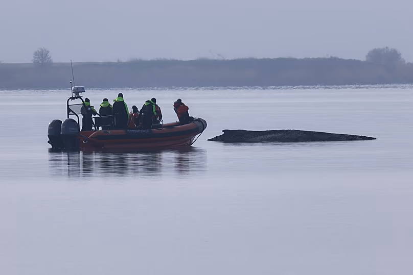 Un bateau de Greenpeace s'approche de la baleine à bosse toujours bloquée près de l'île de Poel, le 1er avril 2026