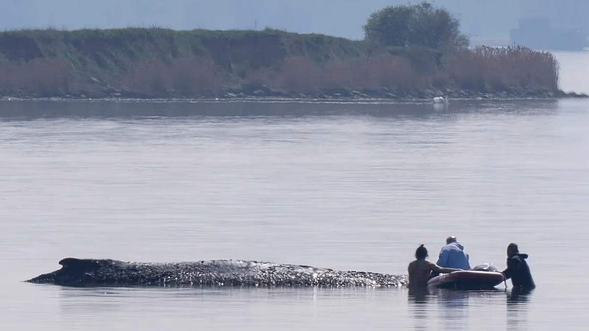 Les sauveteurs allemands envisagent d'utiliser des coussins d'air pour tenter de sauver Timmy, la baleine échouée