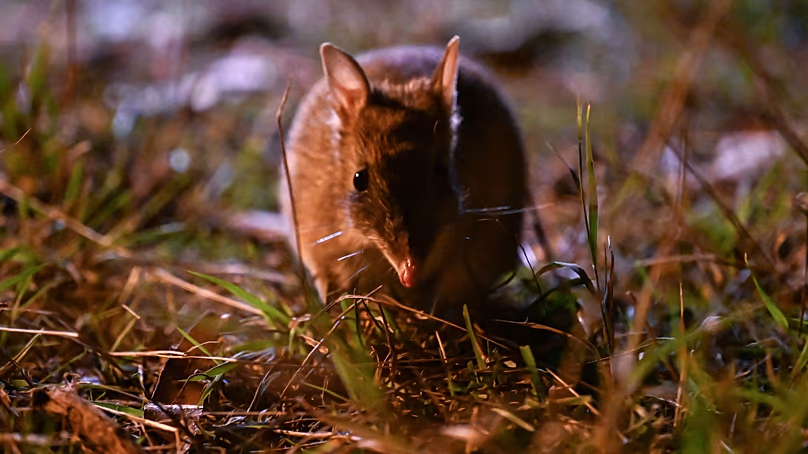 Un programme de sauvetage génétique, une première au monde, ramène ces minuscules bandicoots dans la nature.
