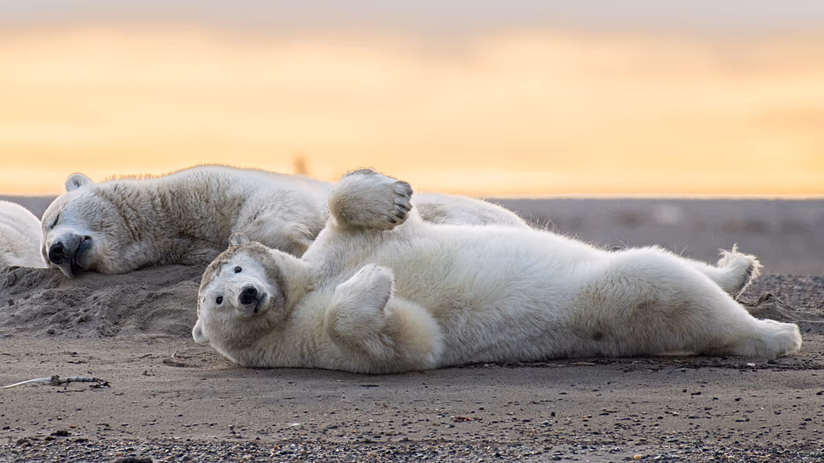 Ce petit village arctique d’Alaska tente de relancer son industrie touristique des ours polaires