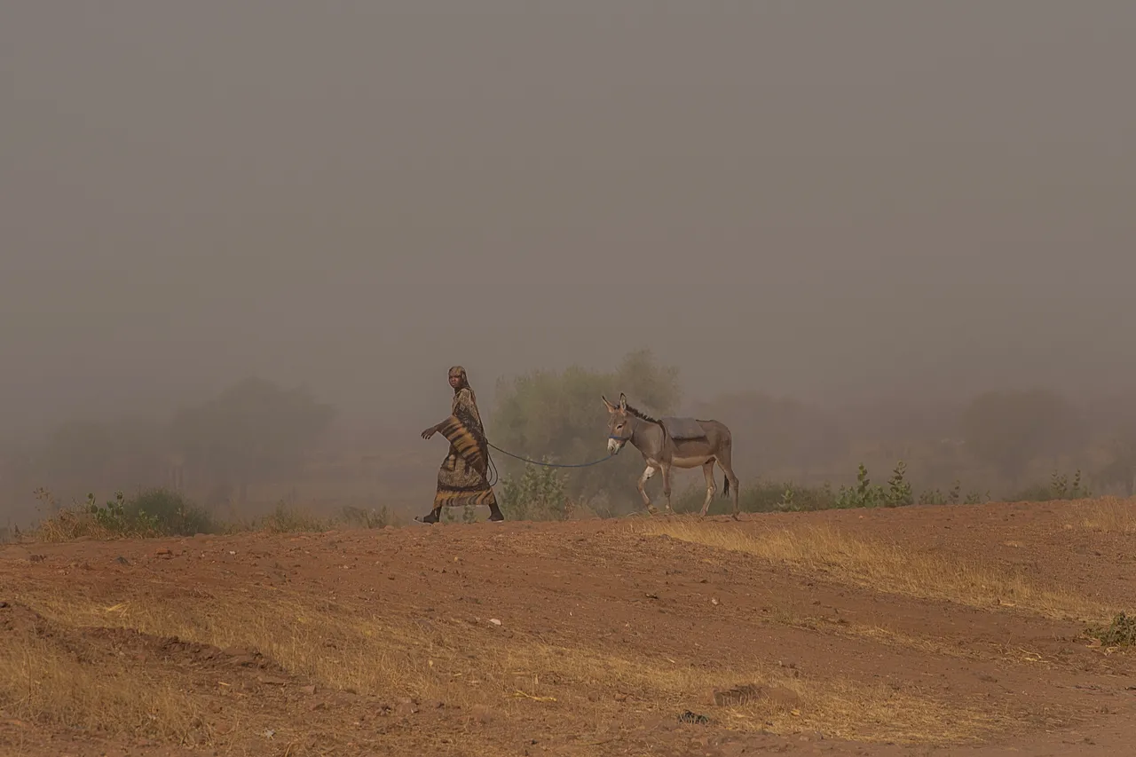 Une femme marche dans le sable avec son âne. Les familles nouvellement arrivées dépendent souvent des animaux pour transporter l’eau, la nourriture et les matériaux d’abri à travers le camp (janvier 2026).