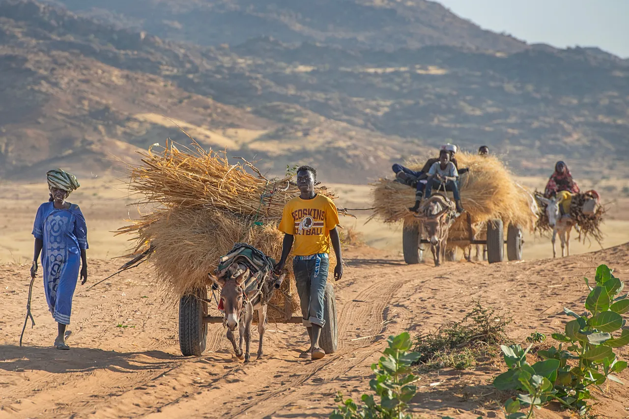 Les familles déplacées s'aventurent au-delà de la périphérie de Tawila avec des charrettes tirées par des ânes pour ramasser de la paille pour les abris ou du bois de chauffage, l'un des rares moyens de gagner un petit revenu (janvier 2026).