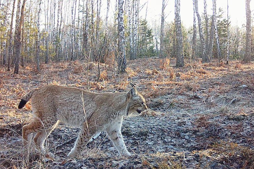 Un lynx sauvage se promène dans une forêt à l’intérieur de la zone d’exclusion de Tchernobyl, en Ukraine. Tchernobyl est le nom ukrainien de la ville.