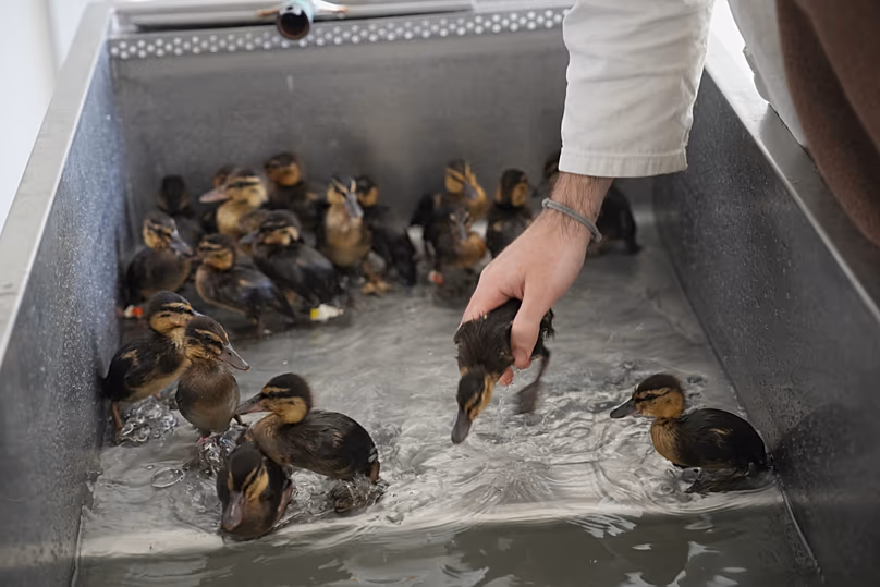 Des canetons sont lavés à l'hôpital vétérinaire de la faune sauvage de Maisons-Alfort, près de Paris, le 17 avril 2026.