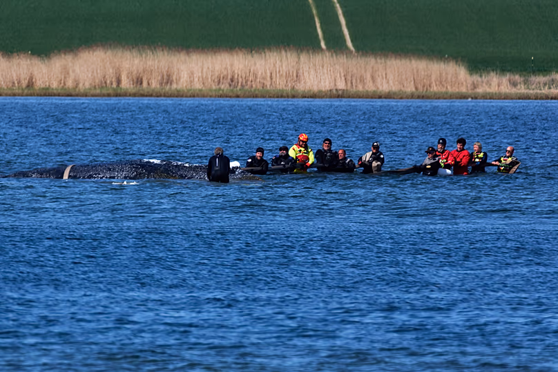 Des équipes travaillent pour aider la baleine à bosse échouée à Fährdorf, le 28 avril 2026