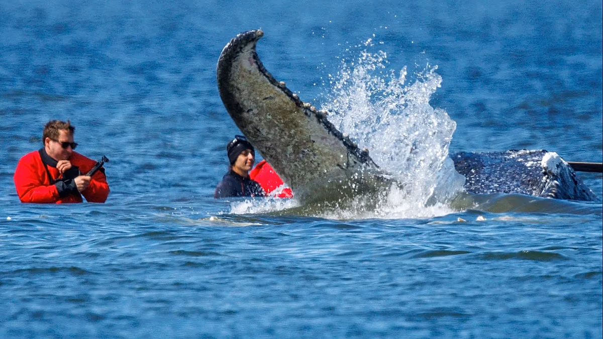 La tentative allemande de sauver "Timmy", la baleine échouée au large des côtes de la Baltique, franchit un obstacle majeur