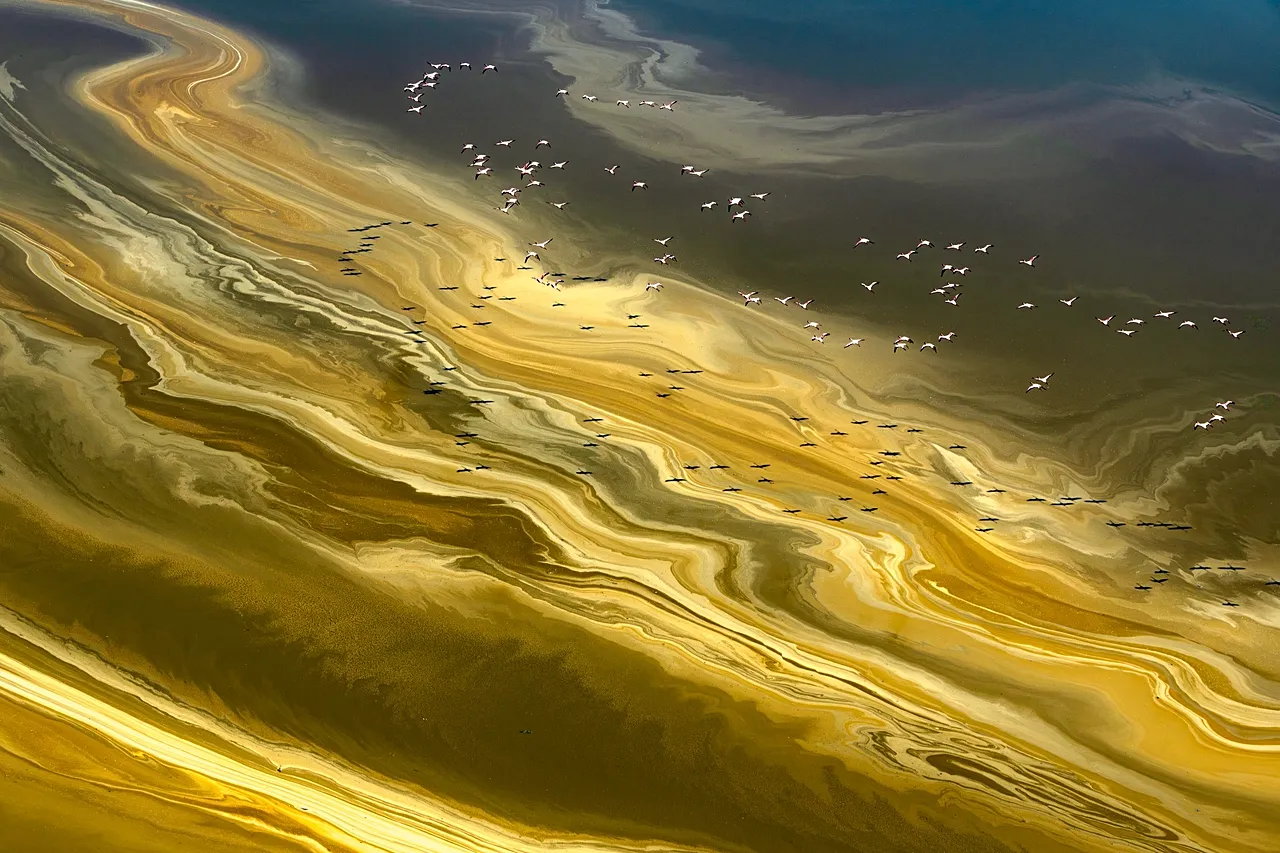 « Motifs : l'art du monde naturel » : des flamants roses glissent au-dessus des tourbillons d'algues jaune-vert du lac Magadi au Kenya.