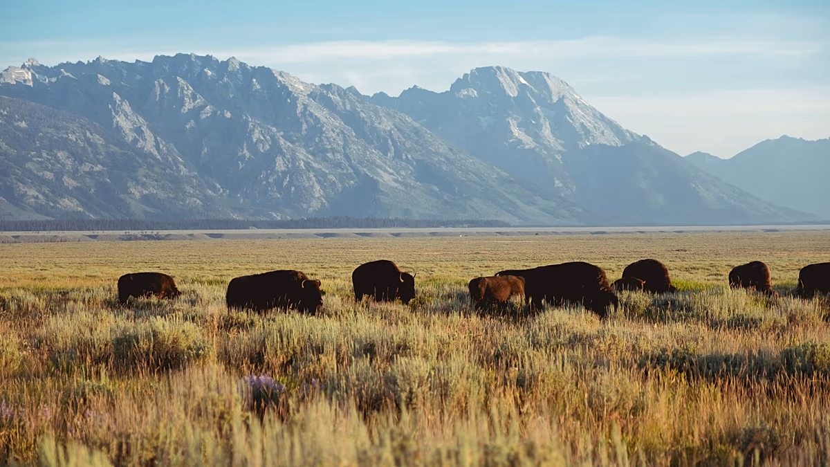 De la biodiversité au captage du carbone : sauver le bison de l’extinction a apporté de grands avantages à l’Europe
