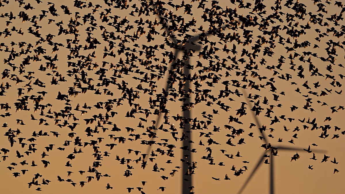 Deux nouvelles études pourraient changer l'opinion des critiques sur le nombre d'oiseaux qui meurent à cause des éoliennes