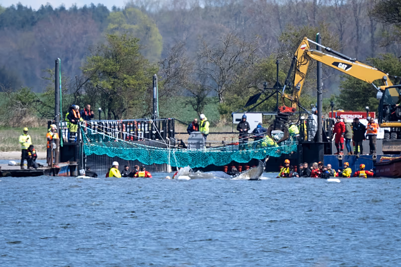 Timmy la baleine à bosse nage au large de l'île de Poel vers un navire de transport, 28 avril 2026
