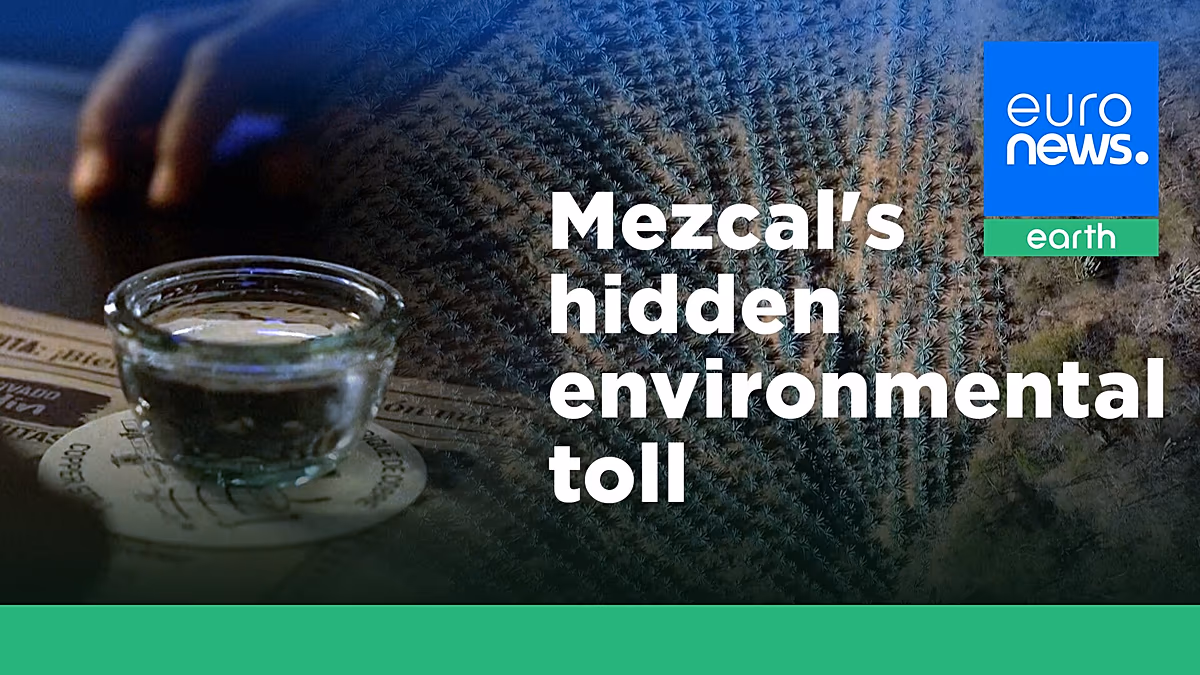 « Le mezcal est un mode de vie » pour les communautés mexicaines – mais sa popularité coûte la terre