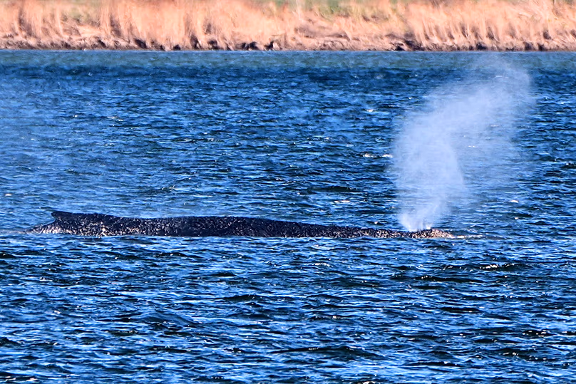 Une baleine échouée souffle de l'eau alors qu'elle reste coincée sur un banc de sable à Kirchdorf, sur l'île de Poel, le 9 avril 2026.