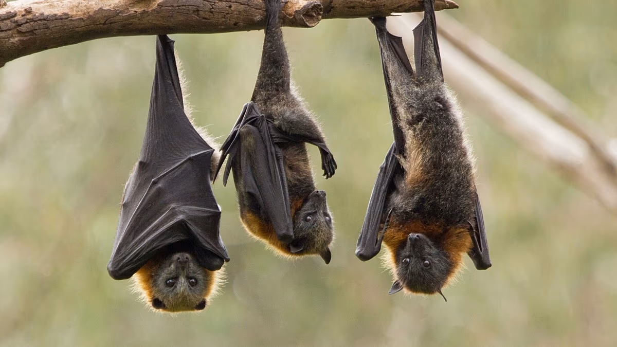 Les scientifiques ont filmé le point chaud du virus de Marburg en Ouganda pendant 5 mois. Voici ce qu'ils ont trouvé