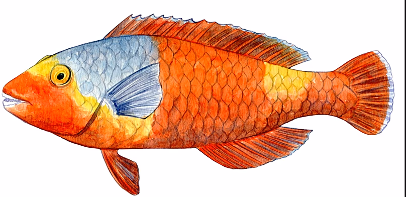 David Koutsogiannopoulos/ WWF Grèce