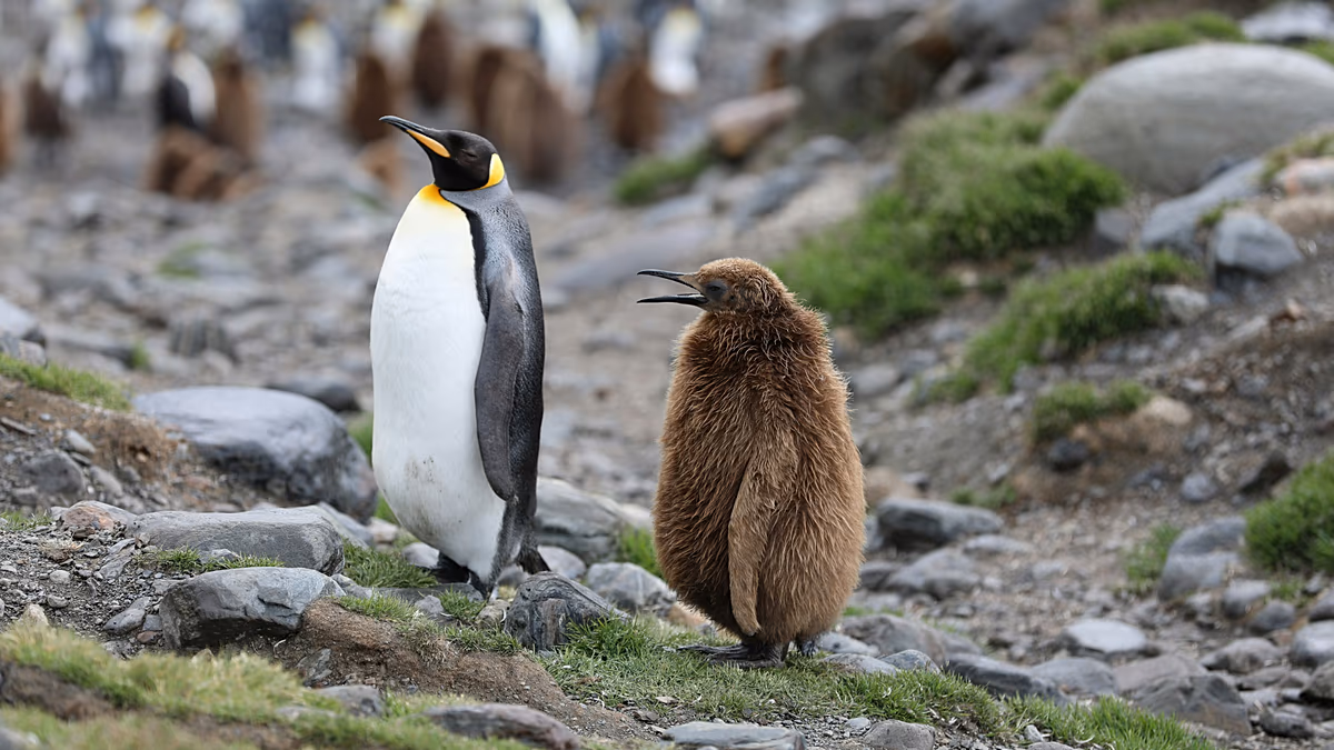 Poussins noyés et pénurie de nourriture : le manchot empereur et l’otarie à fourrure de l’Antarctique sont désormais en voie de disparition
