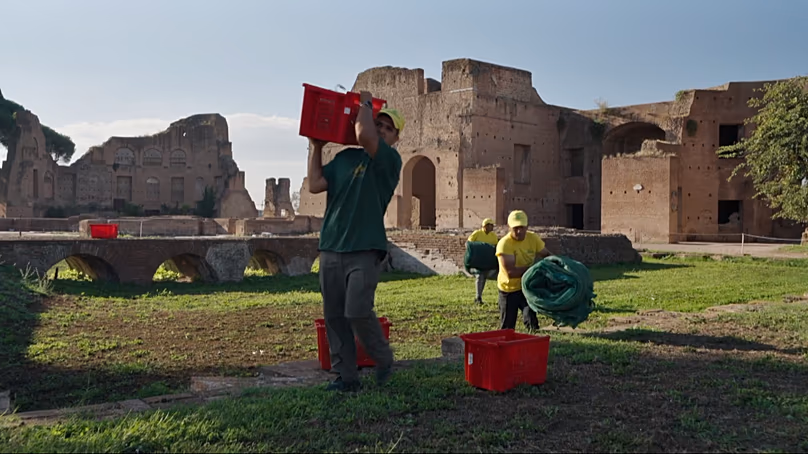 La récolte des olives au parc archéologique du Colisée