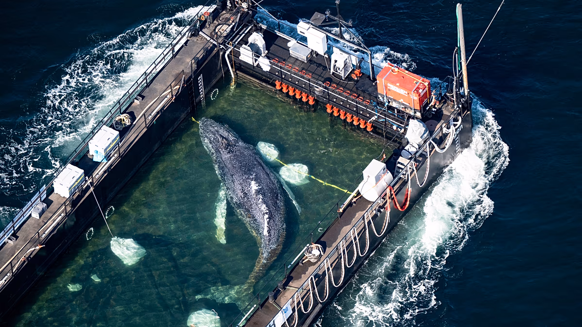 Timmy, la baleine échouée, est enfin sur le chemin du retour grâce à un sauvetage financé par un entrepreneur