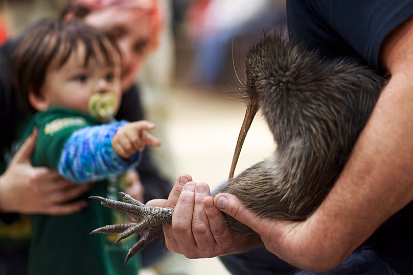 Un membre du personnel d'une organisation de conservation tient un kiwi lors d'un événement au Parlement à Wellington, en Nouvelle-Zélande, le mardi 28 avril 2026.