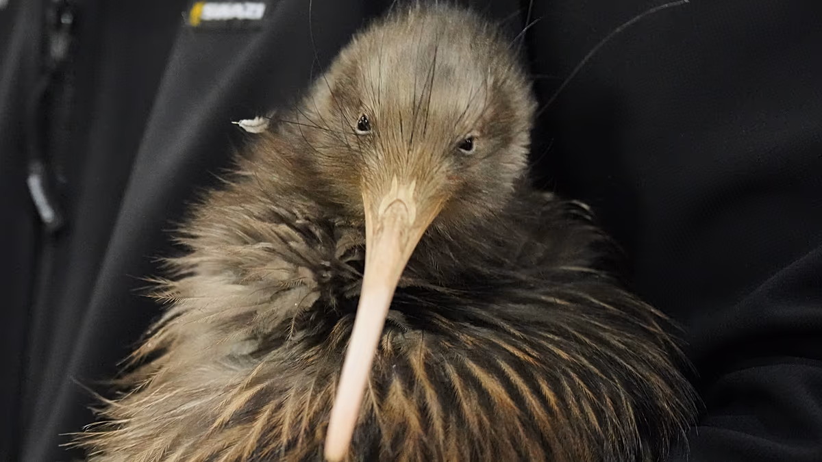 «Cet animal nous a donné un sentiment d'identité» : les kiwis emblématiques reviennent dans la capitale néo-zélandaise