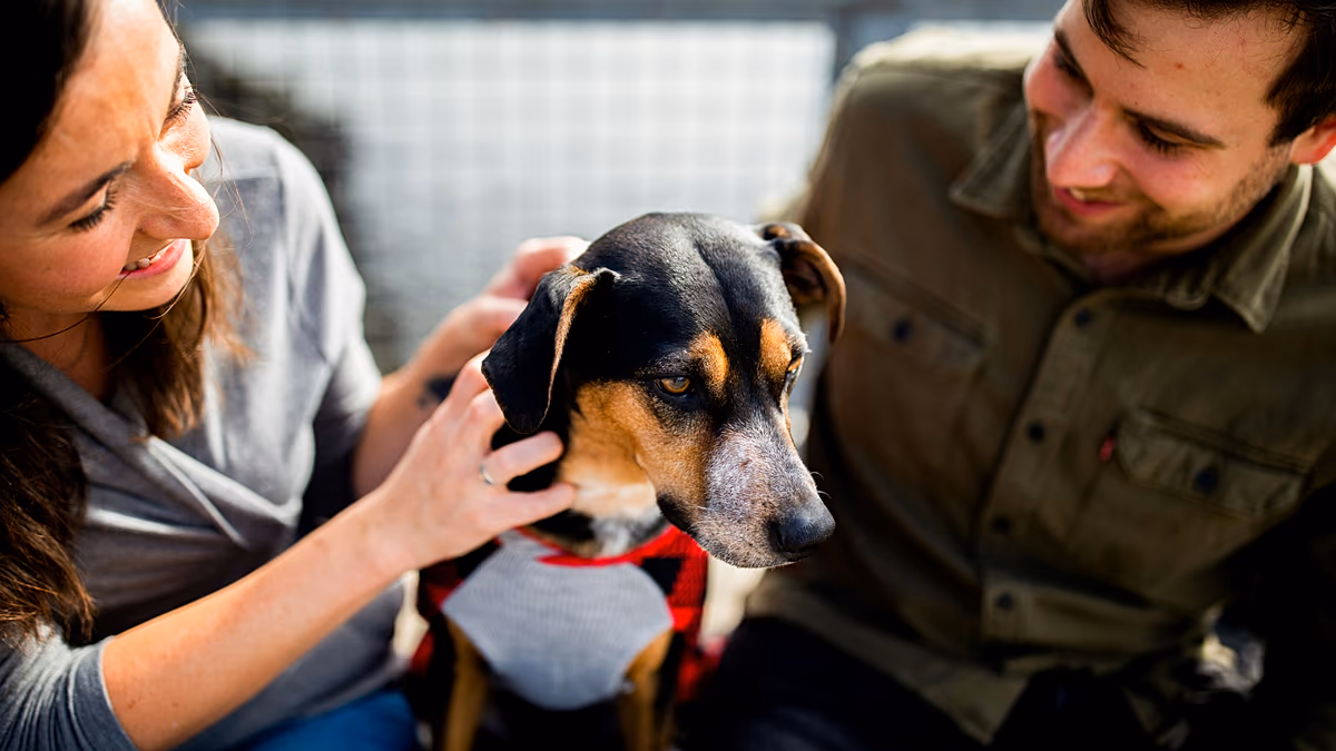 "Ils savent qu'ils sont en sécurité" : 1 500 chiens beagle commencent une nouvelle vie après avoir été sauvés d'un laboratoire de recherche